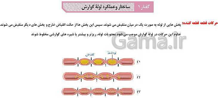 پاورپوینت آموزش با نمودار مفهومی زیست شناسی (1) دهم | ساختار لوله گوارش و حرکات آن- پیش نمایش