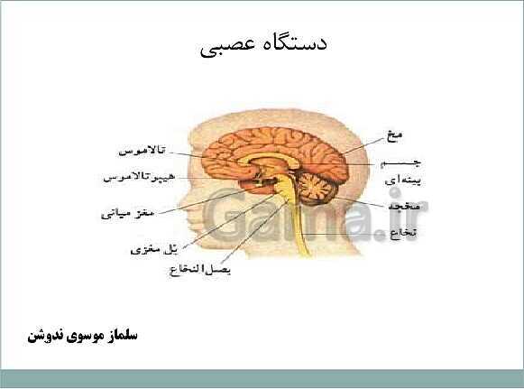 پاورپوینت آموزش کتاب درسی علوم تجربی هشتم | فصل 4: تنظیم عصبی- پیش نمایش