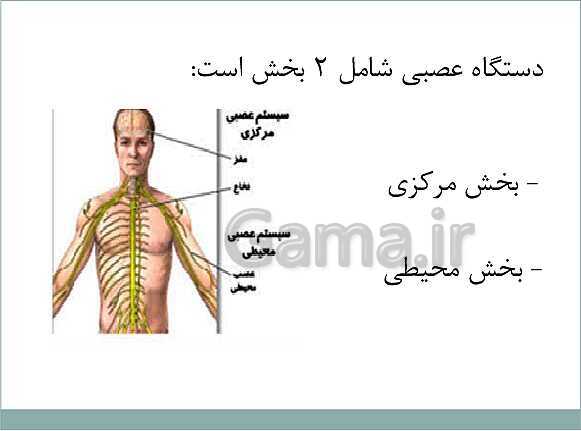 پاورپوینت آموزش کتاب درسی علوم تجربی هشتم | فصل 4: تنظیم عصبی- پیش نمایش