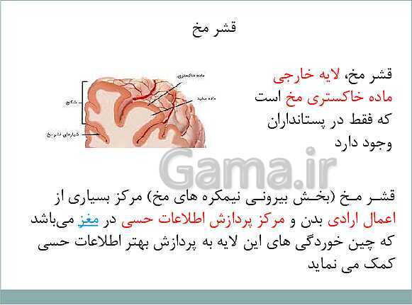 پاورپوینت آموزش کتاب درسی علوم تجربی هشتم | فصل 4: تنظیم عصبی- پیش نمایش