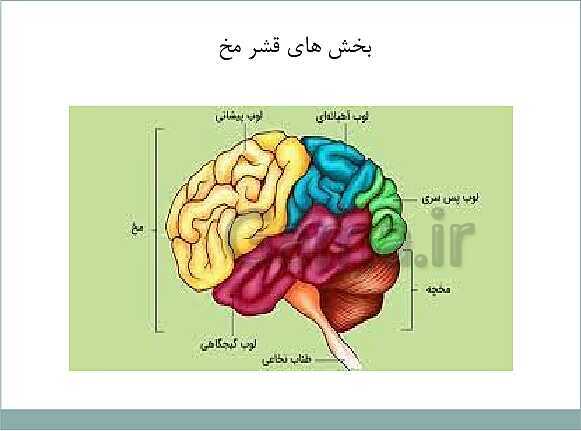 پاورپوینت آموزش کتاب درسی علوم تجربی هشتم | فصل 4: تنظیم عصبی- پیش نمایش