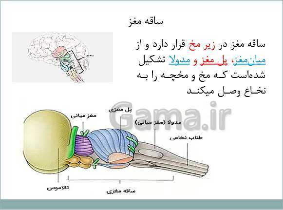 پاورپوینت آموزش کتاب درسی علوم تجربی هشتم | فصل 4: تنظیم عصبی- پیش نمایش