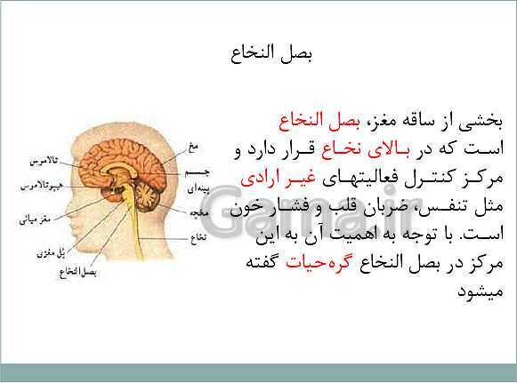 پاورپوینت آموزش کتاب درسی علوم تجربی هشتم | فصل 4: تنظیم عصبی- پیش نمایش