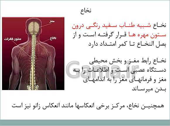 پاورپوینت آموزش کتاب درسی علوم تجربی هشتم | فصل 4: تنظیم عصبی- پیش نمایش