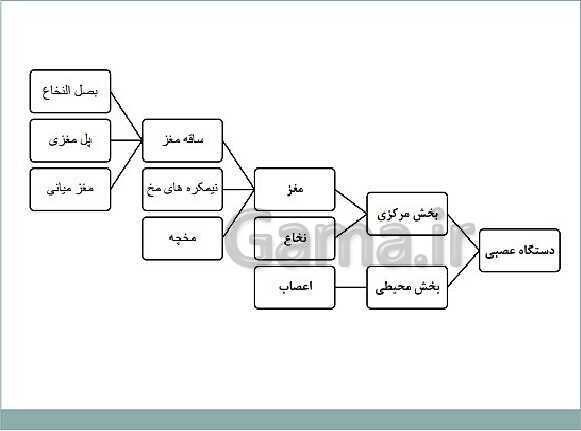 پاورپوینت آموزش کتاب درسی علوم تجربی هشتم | فصل 4: تنظیم عصبی- پیش نمایش