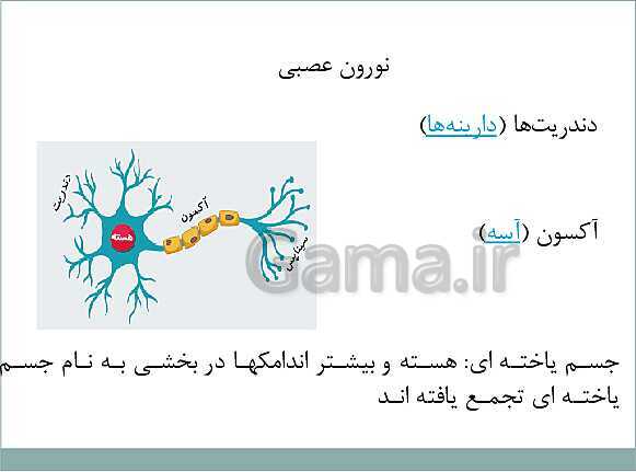 پاورپوینت آموزش کتاب درسی علوم تجربی هشتم | فصل 4: تنظیم عصبی- پیش نمایش