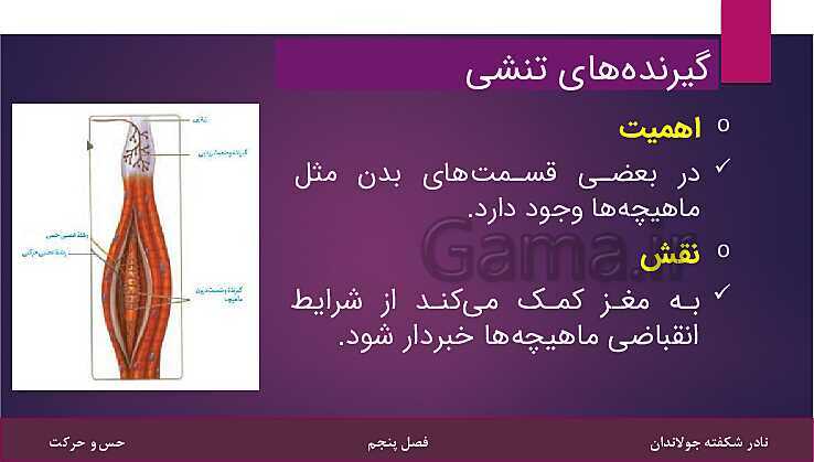 پاورپوینت کتاب تکمیلی تیزهوشان علوم تجربی هشتم | فصل 5: حس و حرکت- پیش نمایش