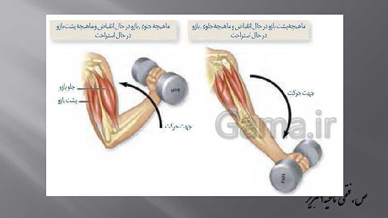 پاورپوینت آموزش مفهومی فصل سوم زیست یازدهم  | گفتار 2: ماهیچه و حرکت- پیش نمایش