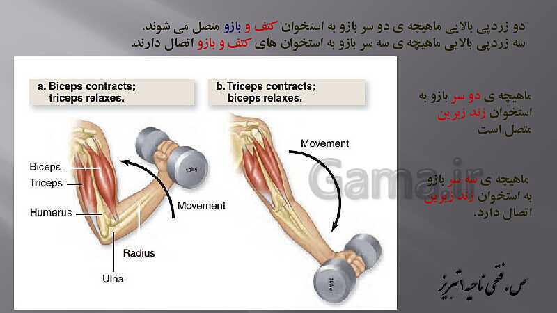 پاورپوینت آموزش مفهومی فصل سوم زیست یازدهم  | گفتار 2: ماهیچه و حرکت- پیش نمایش