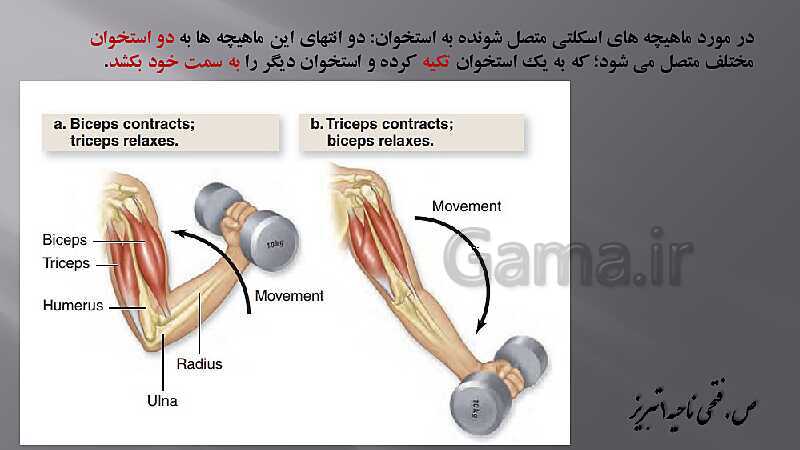 پاورپوینت آموزش مفهومی فصل سوم زیست یازدهم  | گفتار 2: ماهیچه و حرکت- پیش نمایش