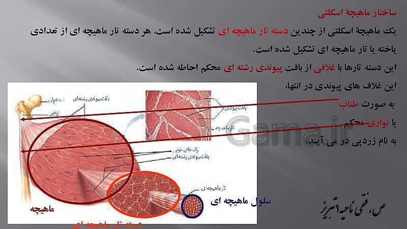 پاورپوینت آموزش مفهومی فصل سوم زیست یازدهم  | گفتار 2: ماهیچه و حرکت- پیش نمایش