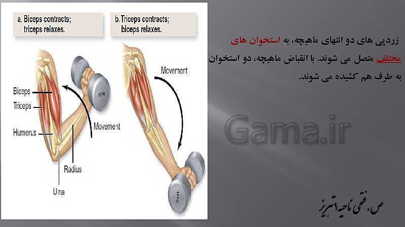 پاورپوینت آموزش مفهومی فصل سوم زیست یازدهم  | گفتار 2: ماهیچه و حرکت- پیش نمایش