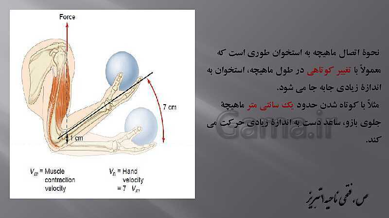 پاورپوینت آموزش مفهومی فصل سوم زیست یازدهم  | گفتار 2: ماهیچه و حرکت- پیش نمایش