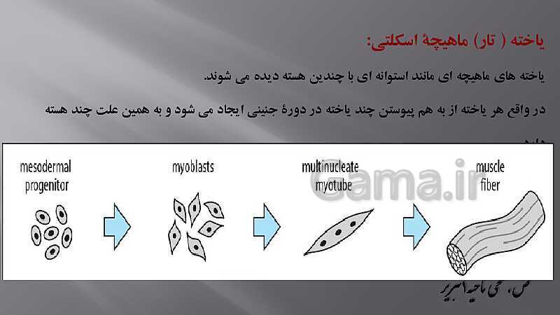 پاورپوینت آموزش مفهومی فصل سوم زیست یازدهم  | گفتار 2: ماهیچه و حرکت- پیش نمایش