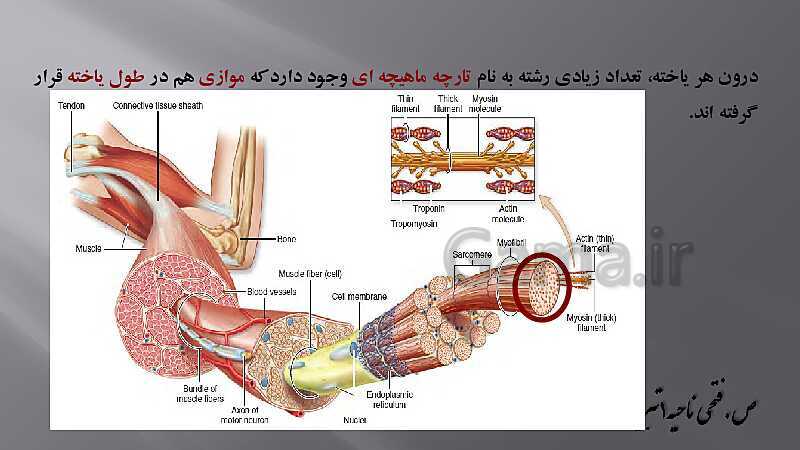 پاورپوینت آموزش مفهومی فصل سوم زیست یازدهم  | گفتار 2: ماهیچه و حرکت- پیش نمایش