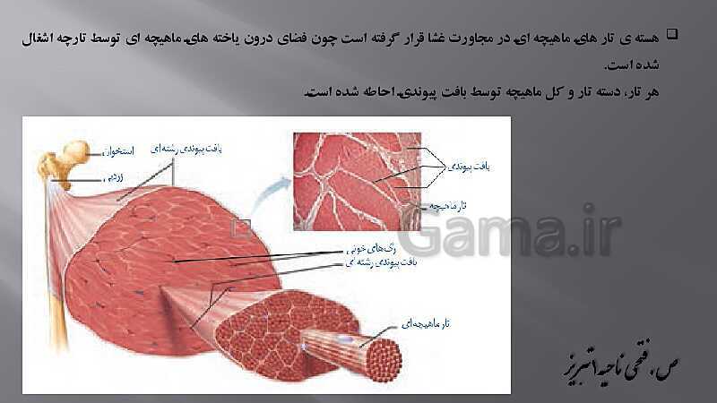 پاورپوینت آموزش مفهومی فصل سوم زیست یازدهم  | گفتار 2: ماهیچه و حرکت- پیش نمایش