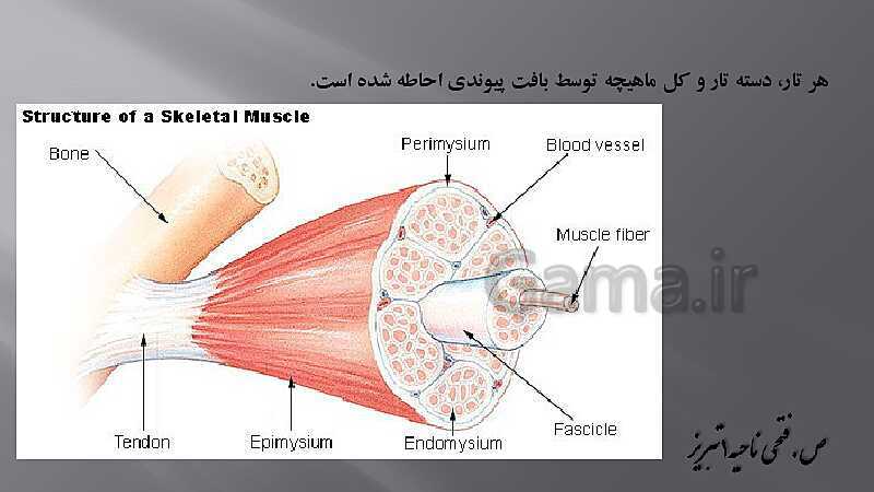 پاورپوینت آموزش مفهومی فصل سوم زیست یازدهم  | گفتار 2: ماهیچه و حرکت- پیش نمایش