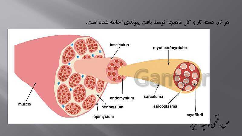 پاورپوینت آموزش مفهومی فصل سوم زیست یازدهم  | گفتار 2: ماهیچه و حرکت- پیش نمایش