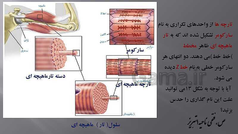 پاورپوینت آموزش مفهومی فصل سوم زیست یازدهم  | گفتار 2: ماهیچه و حرکت- پیش نمایش