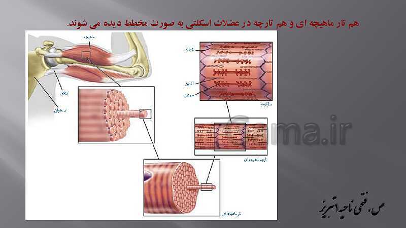 پاورپوینت آموزش مفهومی فصل سوم زیست یازدهم  | گفتار 2: ماهیچه و حرکت- پیش نمایش