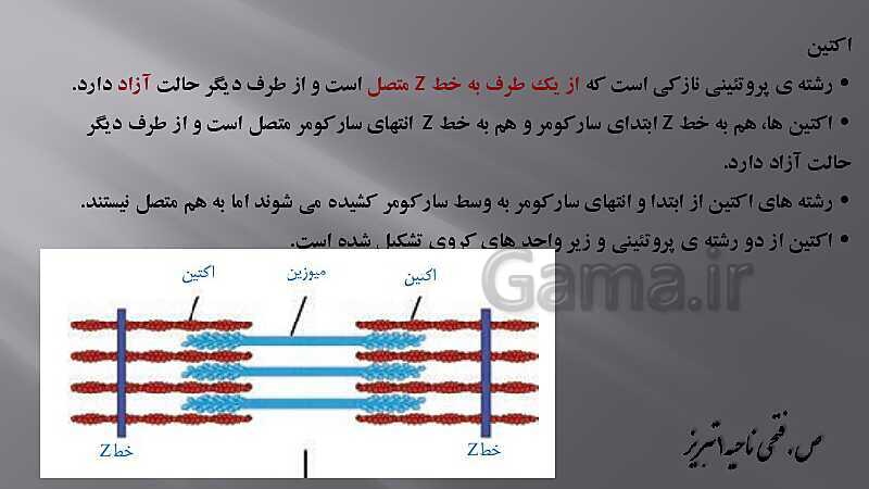 پاورپوینت آموزش مفهومی فصل سوم زیست یازدهم  | گفتار 2: ماهیچه و حرکت- پیش نمایش