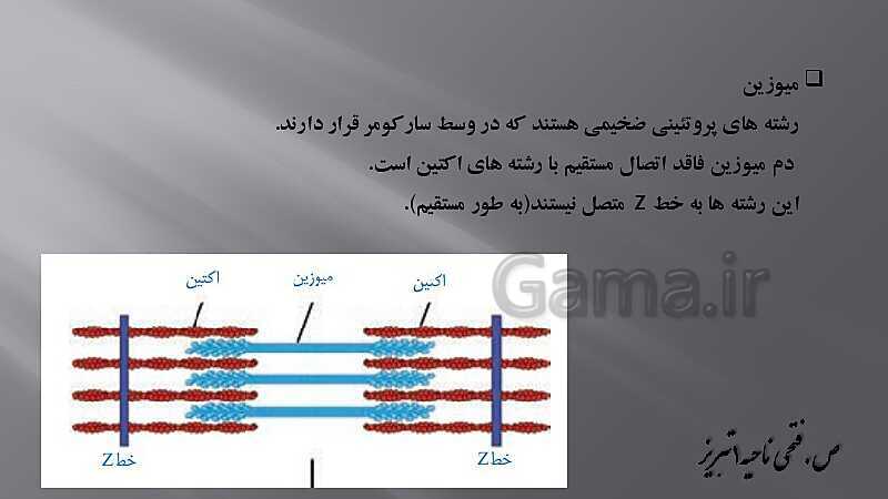 پاورپوینت آموزش مفهومی فصل سوم زیست یازدهم  | گفتار 2: ماهیچه و حرکت- پیش نمایش