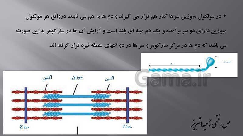 پاورپوینت آموزش مفهومی فصل سوم زیست یازدهم  | گفتار 2: ماهیچه و حرکت- پیش نمایش