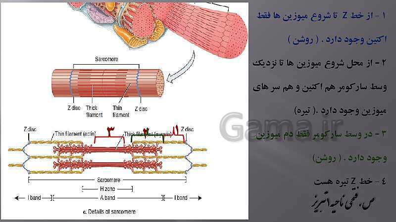 پاورپوینت آموزش مفهومی فصل سوم زیست یازدهم  | گفتار 2: ماهیچه و حرکت- پیش نمایش