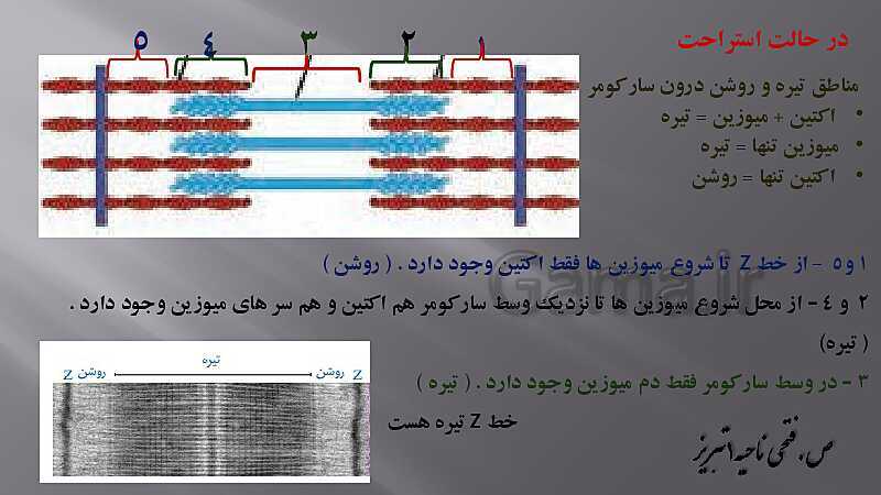 پاورپوینت آموزش مفهومی فصل سوم زیست یازدهم  | گفتار 2: ماهیچه و حرکت- پیش نمایش