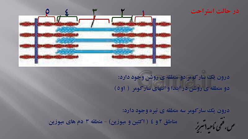 پاورپوینت آموزش مفهومی فصل سوم زیست یازدهم  | گفتار 2: ماهیچه و حرکت- پیش نمایش