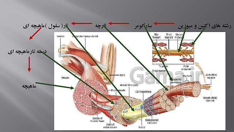 پاورپوینت آموزش مفهومی فصل سوم زیست یازدهم  | گفتار 2: ماهیچه و حرکت- پیش نمایش