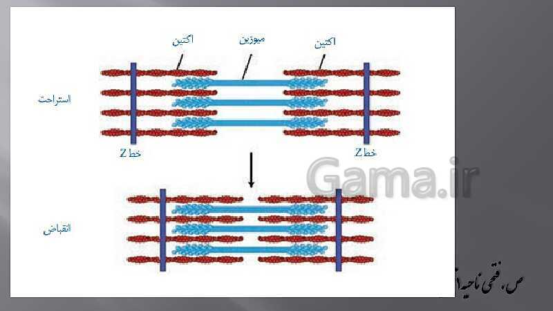 پاورپوینت آموزش مفهومی فصل سوم زیست یازدهم  | گفتار 2: ماهیچه و حرکت- پیش نمایش