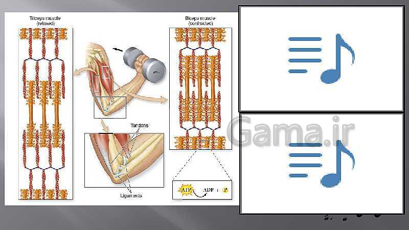 پاورپوینت آموزش مفهومی فصل سوم زیست یازدهم  | گفتار 2: ماهیچه و حرکت- پیش نمایش