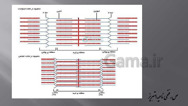 پاورپوینت آموزش مفهومی فصل سوم زیست یازدهم  | گفتار 2: ماهیچه و حرکت- پیش نمایش
