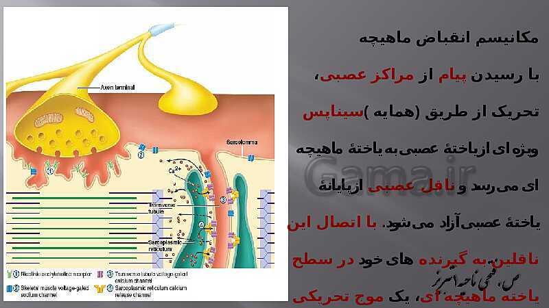 پاورپوینت آموزش مفهومی فصل سوم زیست یازدهم  | گفتار 2: ماهیچه و حرکت- پیش نمایش