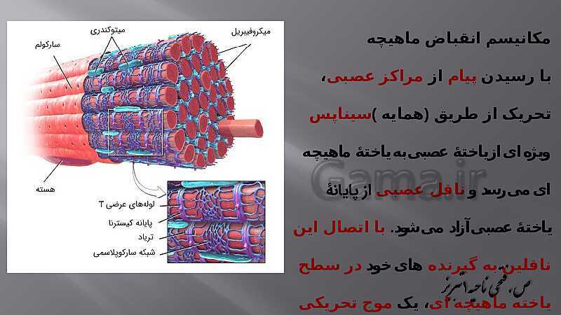 پاورپوینت آموزش مفهومی فصل سوم زیست یازدهم  | گفتار 2: ماهیچه و حرکت- پیش نمایش