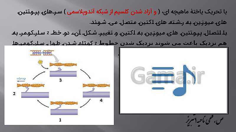 پاورپوینت آموزش مفهومی فصل سوم زیست یازدهم  | گفتار 2: ماهیچه و حرکت- پیش نمایش