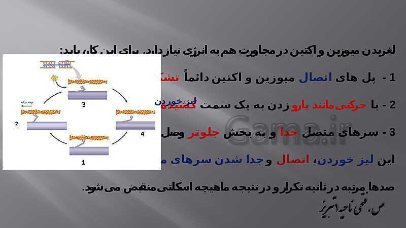 پاورپوینت آموزش مفهومی فصل سوم زیست یازدهم  | گفتار 2: ماهیچه و حرکت- پیش نمایش