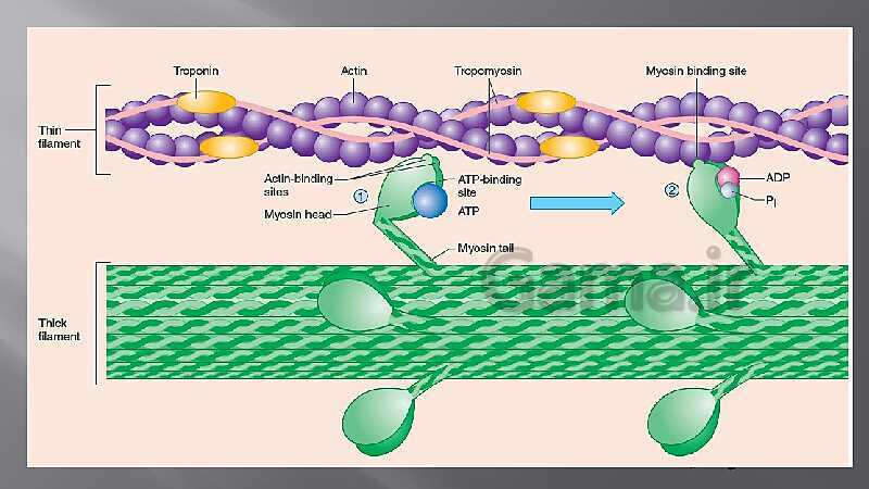 پاورپوینت آموزش مفهومی فصل سوم زیست یازدهم  | گفتار 2: ماهیچه و حرکت- پیش نمایش