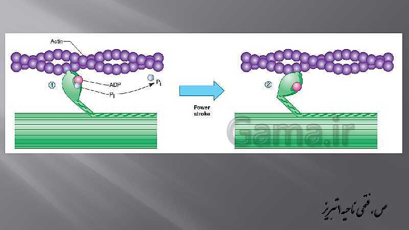 پاورپوینت آموزش مفهومی فصل سوم زیست یازدهم  | گفتار 2: ماهیچه و حرکت- پیش نمایش