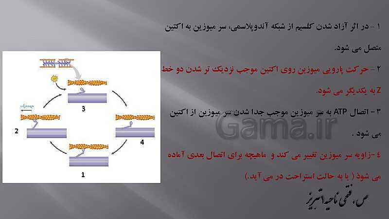 پاورپوینت آموزش مفهومی فصل سوم زیست یازدهم  | گفتار 2: ماهیچه و حرکت- پیش نمایش