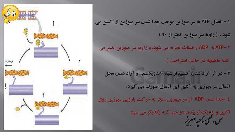 پاورپوینت آموزش مفهومی فصل سوم زیست یازدهم  | گفتار 2: ماهیچه و حرکت- پیش نمایش