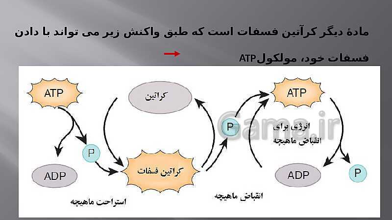 پاورپوینت آموزش مفهومی فصل سوم زیست یازدهم  | گفتار 2: ماهیچه و حرکت- پیش نمایش