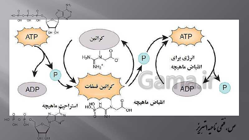 پاورپوینت آموزش مفهومی فصل سوم زیست یازدهم  | گفتار 2: ماهیچه و حرکت- پیش نمایش