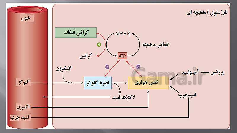 پاورپوینت آموزش مفهومی فصل سوم زیست یازدهم  | گفتار 2: ماهیچه و حرکت- پیش نمایش