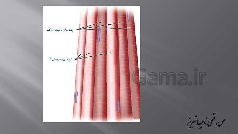 پاورپوینت آموزش مفهومی فصل سوم زیست یازدهم  | گفتار 2: ماهیچه و حرکت- پیش نمایش