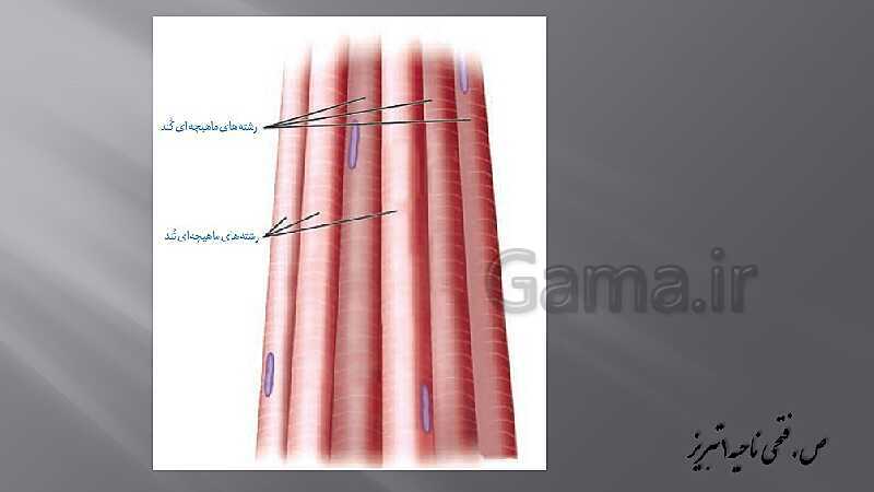 پاورپوینت آموزش مفهومی فصل سوم زیست یازدهم  | گفتار 2: ماهیچه و حرکت- پیش نمایش