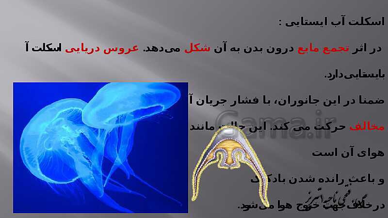 پاورپوینت آموزش مفهومی فصل سوم زیست یازدهم  | گفتار 2: ماهیچه و حرکت- پیش نمایش