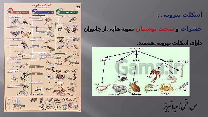 پاورپوینت آموزش مفهومی فصل سوم زیست یازدهم  | گفتار 2: ماهیچه و حرکت- پیش نمایش