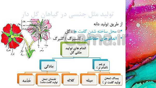 پاورپوینت آموزش مالتی مدیا علوم هشتم | فصل 8: تولید مثل در جانداران- پیش نمایش